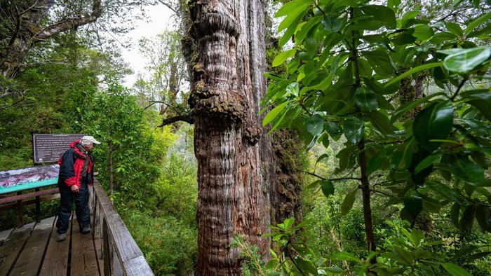 Penampakan Pohon Tertua di Dunia, Berusia Lebih dari 5.000 Tahun Antonio Lara, a researcher from the laboratory of the Faculty of Science and Climate of the Austral University, observes the