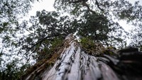 Great Grandfather tumbuh di tepi jurang di sebuah hutan di wilayah selatan Los Rios, 800 kilometer di selatan ibu kota Santiago. Dia adalah Fitzroya cupressoides, sejenis pohon cemara endemik di selatan benua. Dalam beberapa tahun terakhir, banyak turis yang mengunjungi Great Grandfather, berjalan menyusuri hutan hanya untuk berfoto di sampingnya.  