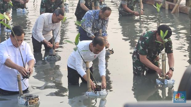 Presiden Joko Wisodo melakukan penanaman Mangrove secara nasional tahun 2023, di Taman Wisata Alam (TWA) Angke Kapuk, Jakarta Utara, Senin (15/5/2023). Presiden berpesan kepada semua untuk terus menjaga mangrove hasil yang ditanam. (CNBC Indonesia/Emir Yanwardhana)
