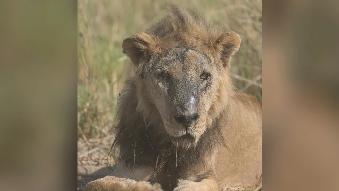 Singa tertua di Kenya yang mati ditembak