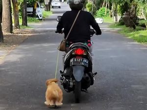 Pemotor Viral Seret Anjing Jadi Tersangka, Terancam 3 Bulan Penjara