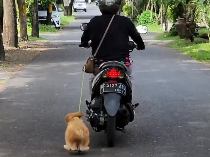 Tangkapan layar video viral pemotor wanita menyeret anjing.