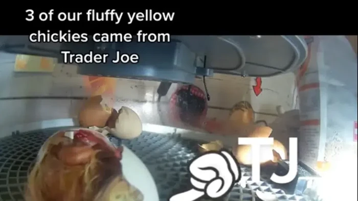 Viral video di TikTok, klaim seseorang yang membeli telur di toko dan menetaskannya.