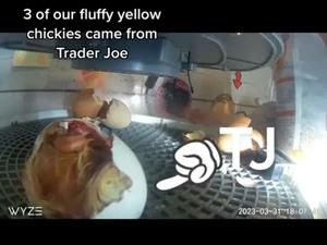 Viral di TikTok, Telur Beli di Toko Eh Malah Menetas