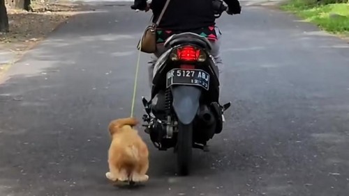 Video video aksi pengguna motor perempuan menyeret anjing di jalanan di Kota Denpasar, Bali.