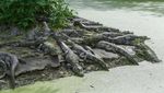 Ini Dia Pusat Penangkaran Buaya Terbesar di China