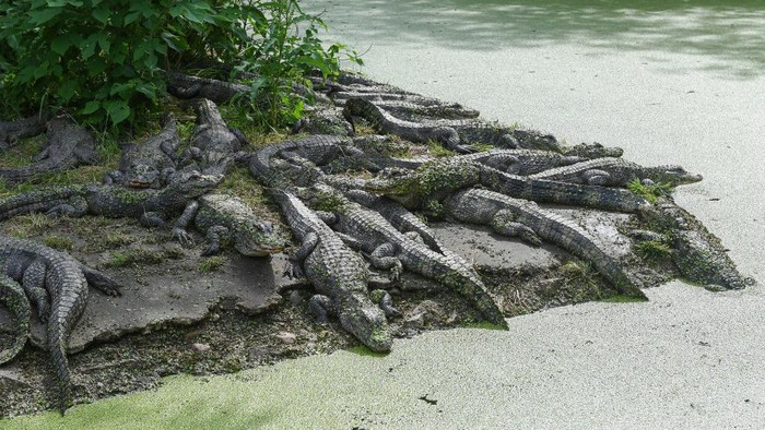 XUANCHENG, CHINA - MAY 2, 2023 - Aerial photo shows alligators bred in captivity living in a natural environment inside Chinas Crocodile Lake, Chinas largest alligator conservation base, in Xuancheng city, Anhui province, China, May 2, 2023. Lacoste Lake of China is the largest alligator conservation base in China, covering an area of 1.07 million square meters. Anhui Provincial Alligator Breeding Research Center has raised and bred more than 10,000 alligators in captivity, from which provenance screening is carried out and then released into nature to promote the recovery of wild alligator population. (Photo credit should read YuanBing / CFOTO/Future Publishing via Getty Images)