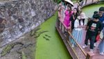 Ini Dia Pusat Penangkaran Buaya Terbesar di China