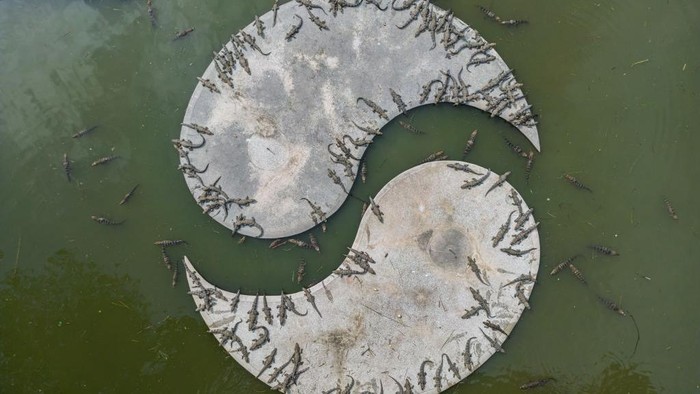 1255023269 XUANCHENG, CHINA - MAY 2, 2023 - Aerial photo shows alligators bred in captivity living in a natural environment inside China's Crocodile Lake, China's largest alligator conservation base, in Xuancheng city, Anhui province, China, May 2, 2023. Lacoste Lake of China is the largest alligator conservation base in China, covering an area of 1.07 million square meters. Anhui Provincial Alligator Breeding Research Center has raised and bred more than 10,000 alligators in captivity, from which provenance screening is carried out and then released into nature to promote the recovery of wild alligator population. (Photo credit should read YuanBing / CFOTO/Future Publishing via Getty Images)