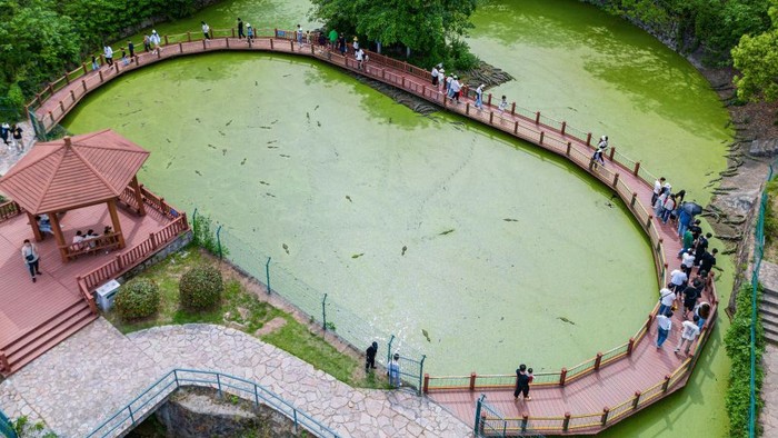1255023269 XUANCHENG, CHINA - MAY 2, 2023 - Aerial photo shows alligators bred in captivity living in a natural environment inside China's Crocodile Lake, China's largest alligator conservation base, in Xuancheng city, Anhui province, China, May 2, 2023. Lacoste Lake of China is the largest alligator conservation base in China, covering an area of 1.07 million square meters. Anhui Provincial Alligator Breeding Research Center has raised and bred more than 10,000 alligators in captivity, from which provenance screening is carried out and then released into nature to promote the recovery of wild alligator population. (Photo credit should read YuanBing / CFOTO/Future Publishing via Getty Images)