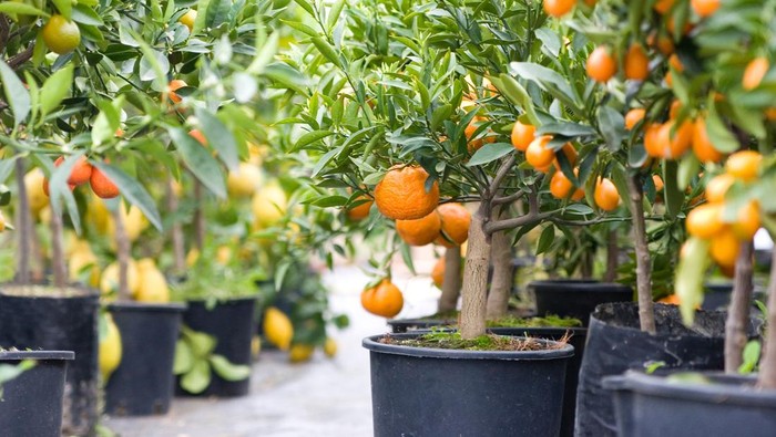 Spring in full view. Citrus plant in a row