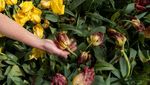 Cuaca Ekstrem Bikin Ladang Bunga Tulip di Belanda Layu