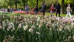 Cuaca Ekstrem Bikin Ladang Bunga Tulip di Belanda Layu
