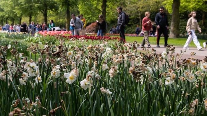 LISSE, NETHERLANDS - MAY 14: Infected tulips, showing symptoms of the destructive Botrytis tulipae or tulip fire disease, are observed on the last day of Keukenhof Garden's public opening on May 14, 2023 in Lisse, Netherlands. Most tulips within the garden have fallen victim to this fungal disease, believed to be a result of the extreme weather changes experienced this spring. 