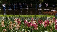 Begini penampakan salah satu sudut bunga tulip yang layu di Taman Keukenhof, Belanda, Minggu (14/5/2023).