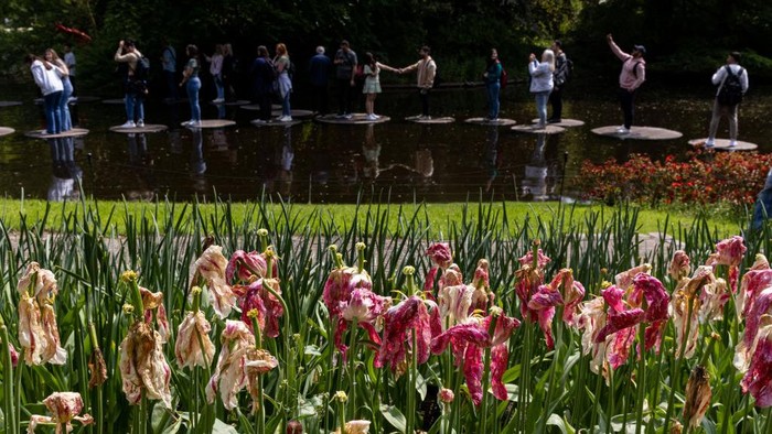 LISSE, NETHERLANDS - MAY 14: Infected tulips, showing symptoms of the destructive Botrytis tulipae or tulip fire disease, are observed on the last day of Keukenhof Garden's public opening on May 14, 2023 in Lisse, Netherlands. Most tulips within the garden have fallen victim to this fungal disease, believed to be a result of the extreme weather changes experienced this spring. 