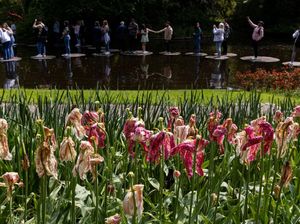 Cuaca Ekstrem Bikin Ladang Bunga Tulip di Belanda Layu