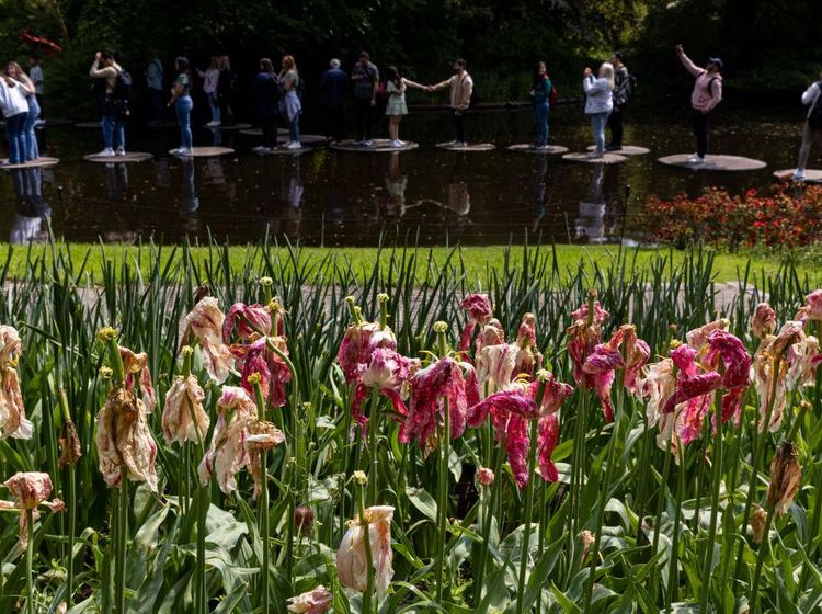 Cuaca Ekstrem Bikin Ladang Bunga Tulip di Belanda Layu
