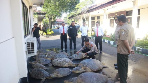18 penyu jenis penyu hijau yang diamankan Polres Jembrana, Selasa (16/5/2023). (IST)