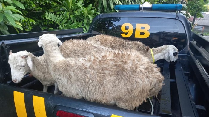 7 Kambing kesasar dan diamankan polisi di Bogor, Jabar, Selasa (16/5/2023).
