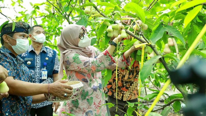 Banyuwangi Kembali Ajak Anak Muda Ikuti Jagoan Tani, Hadiahnya Rp 127,5 juta