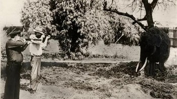Billy, gajah di Kebun Binatang Los Angeles, ditembak. Alasannya gajah tua bisa menjadi tidak terkendali, dan staf kebun binatang memutuskan untuk melindungi diri mereka sendiri. 1939. Foto: Rarehistoricalphotos