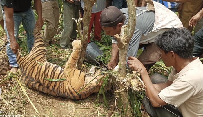 Harimau Sumatera mati  terjerat perangkap babi di Pasaman. (Foto: Istimewa)