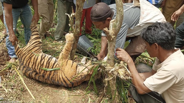 Harimau Sumatera mati  terjerat perangkap babi di Pasaman. (Foto: Istimewa)