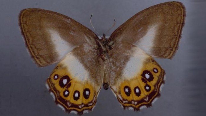 Kupu-kupu Euptychiina yang mirip Saurona