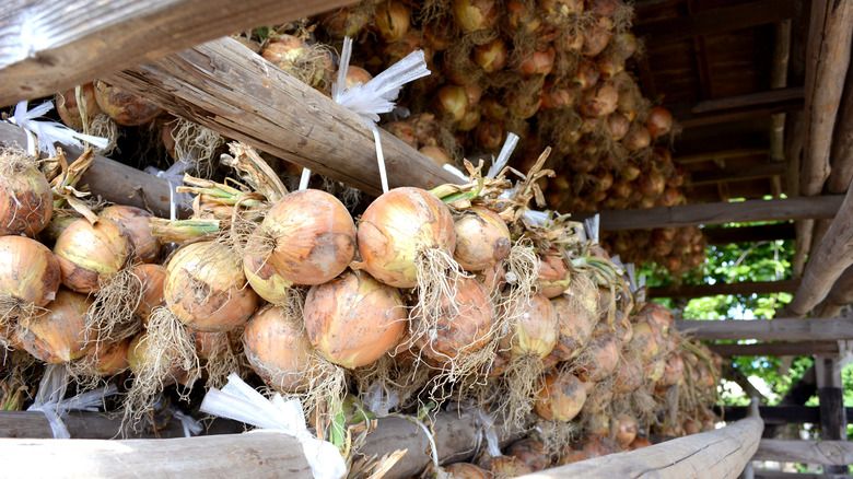 Manis Enak! Ini Bawang Bombay Khas Pulau Awaji Jepang