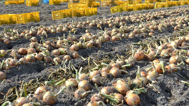 Manis Enak! Ini Bawang Bombay Khas Pulau Awaji Jepang