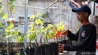 Dinas Ketahanan Pangan, Kelautan, dan Pertanian (KPKP) Provinsi DKI Jakarta menyelenggarakan program Akademi Urban Farming 2023.