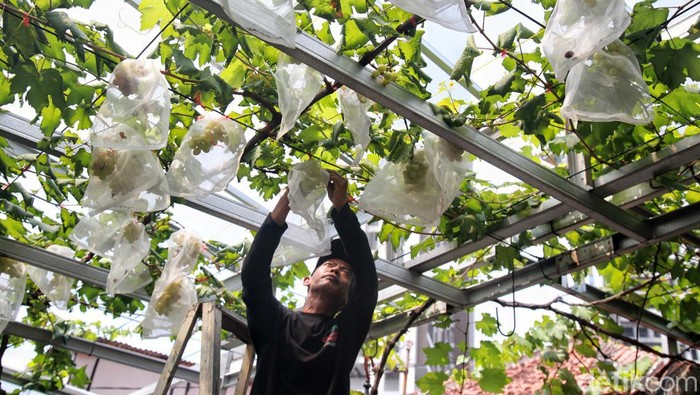 Provinsi DKI Jakarta menyelenggarakan program Akademi Urban Farming 2023. Buah anggur dipilih menjadi buah yang akan dibudidaya.