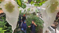 Program ini diharapkan dapat diaplikasikan oleh warga yang tinggal di permukiman padat penduduk dan memperbanyak kegiatan urban farming di Jakarta.