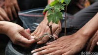 Kegiatan urban farming atau pertanian di kota juga dapat menjadi salah satu upaya mitigasi dampak kekeringan, khususnya di Jakarta yang sangat bergantung pada hasil pertanian daerah lain.