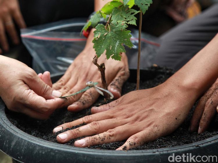 Upaya Mengurangi Dampak Mitigasi Kekeringan lewat Budidaya Anggur