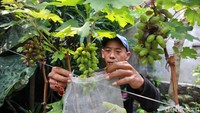 Buah anggur yang akan masak tampak dibungkus.