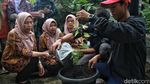 Upaya Mengurangi Dampak Mitigasi Kekeringan lewat Budidaya Anggur