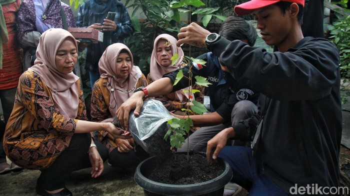Pelatihan Urban Farming Tanaman Anggur Provinsi DKI Jakarta menyelenggarakan program Akademi Urban Farming 2023. Buah anggur dipilih menjadi buah yang akan dibudidaya.