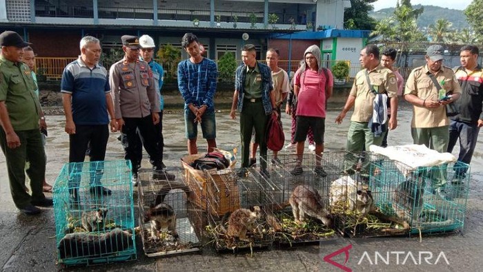 Penyelundupan kanguru asal Jayapura digagalkan.