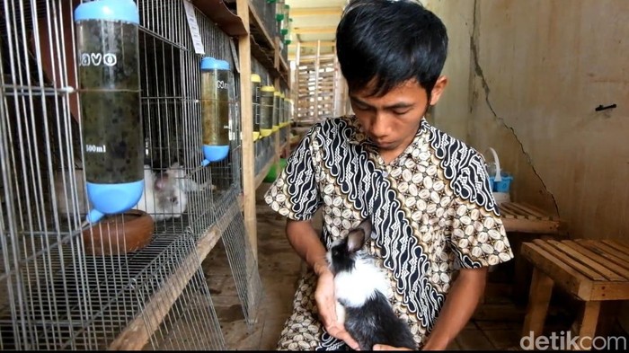 Rohim, peternak kelinci di Probolinggo
