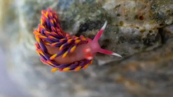 Siput laut pelangi