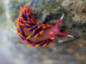 Siput Laut Pelangi Langka Ditemukan Lagi