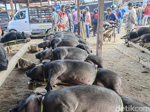 105 Babi di Toraja Utara Diduga Kena Virus ASF Mati Mendadak