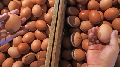 Harga Telur Ayam Lagi Mahal!