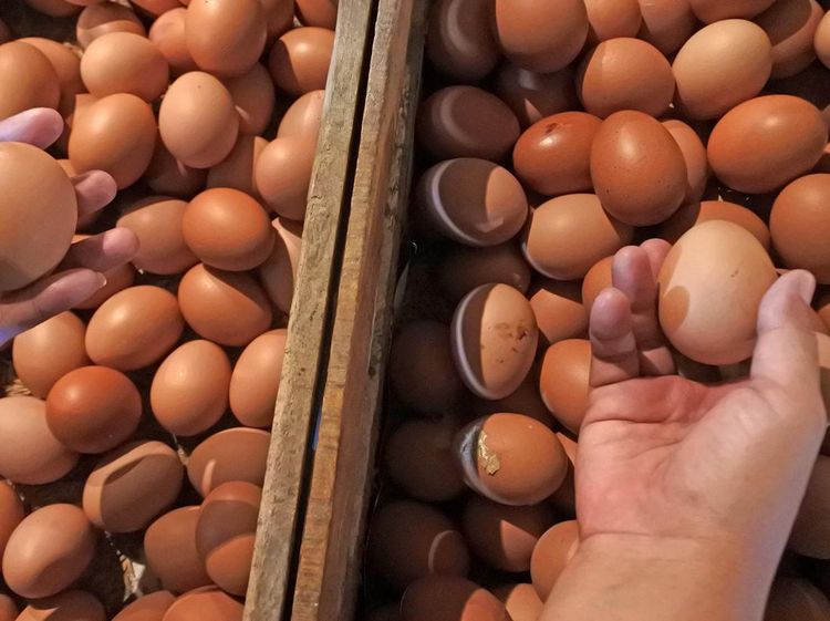 Harga Telur Ayam Lagi Mahal!