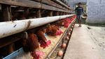 Harga Telur Ayam Lagi Mahal!