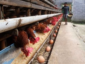 Imbas Harga Pakan Mahal, Peternak Ayam Petelur di Sumut Bangkrut