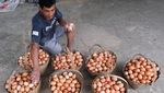 Harga Telur Ayam Lagi Mahal!