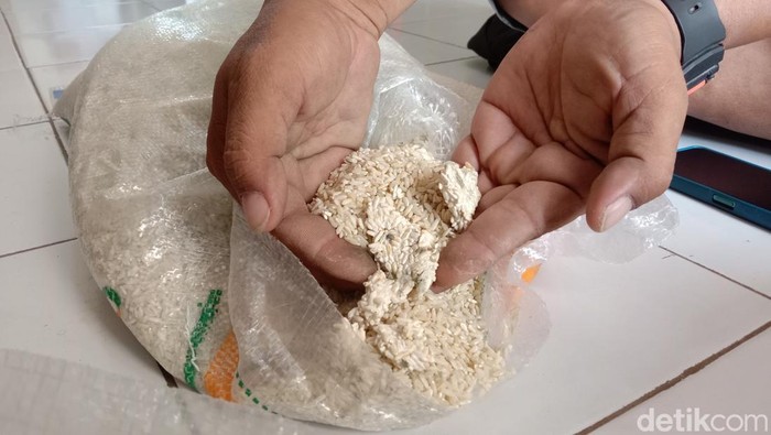 Kondisi beras bantuan yang berjamur hingga banyak kutu